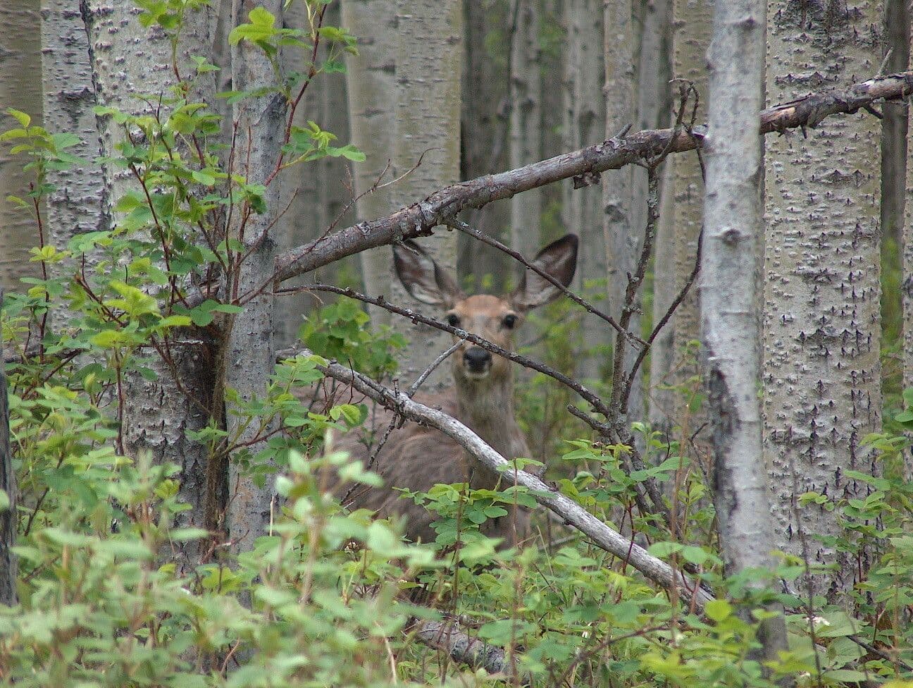Charlie Lake Provincial Park