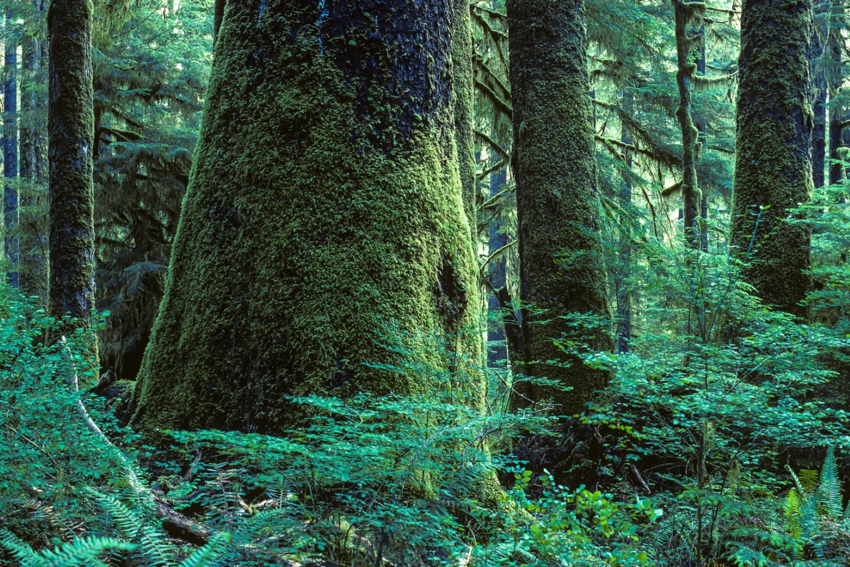 Carmanah Walbran Provincial Park